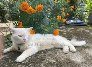 Persian Cat