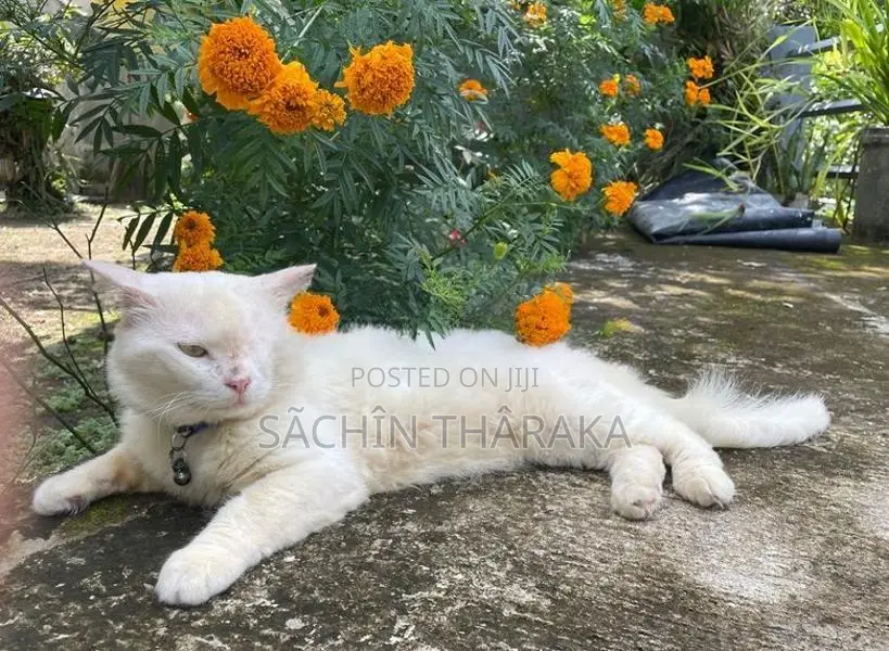 Persian Cat