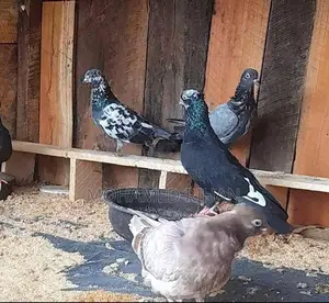 Pigeons