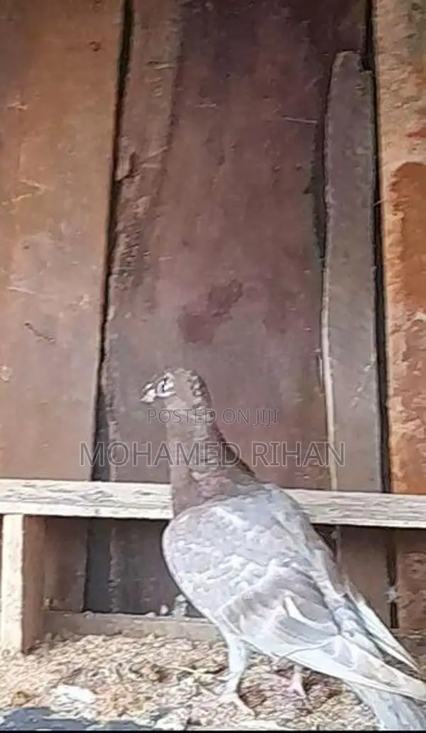 Pigeons