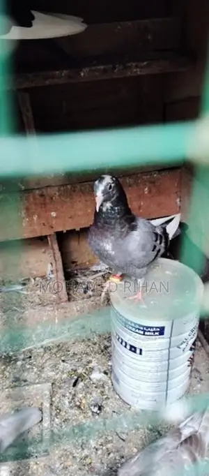 Pigeons