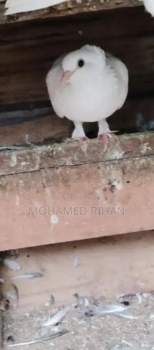 Pigeons