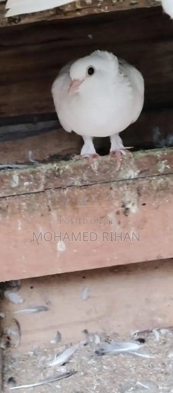 Pigeons