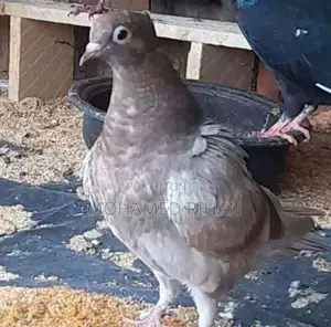 Pigeons
