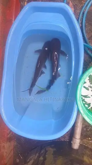 Iridescent Sharks