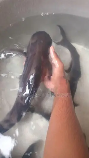 Iridescent Sharks