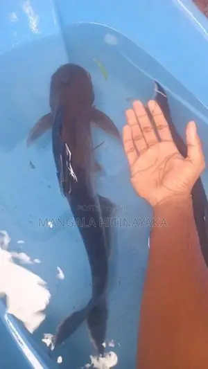 Iridescent Sharks