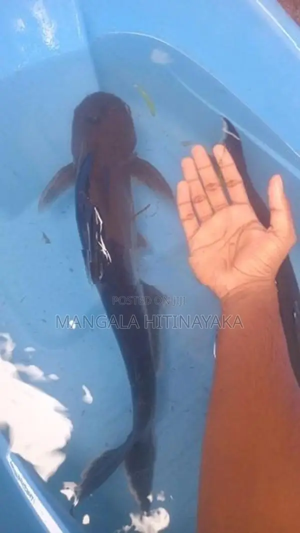 Iridescent Sharks