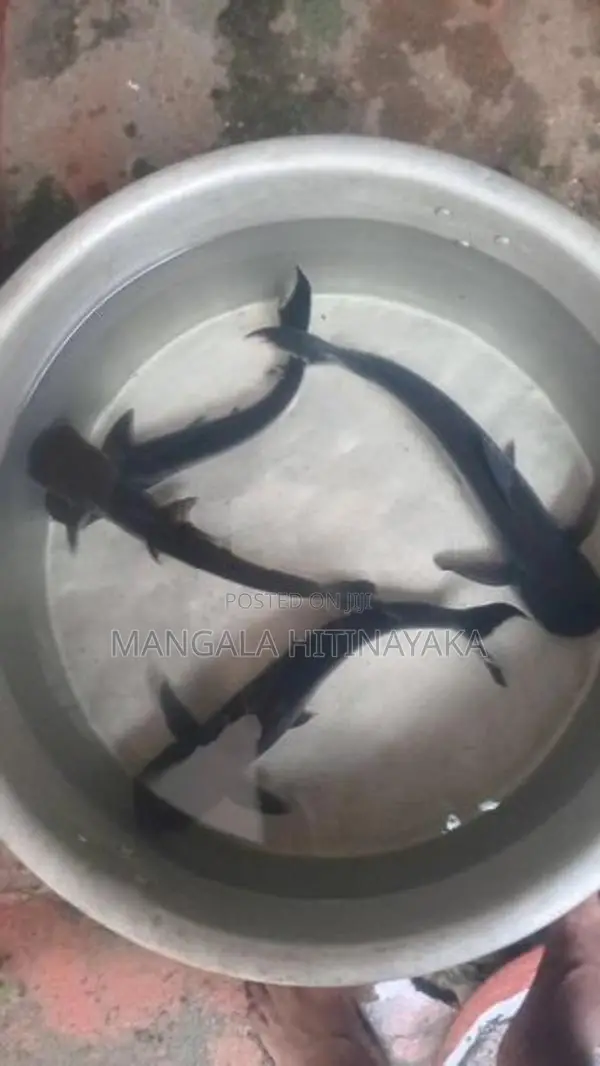 Iridescent Sharks