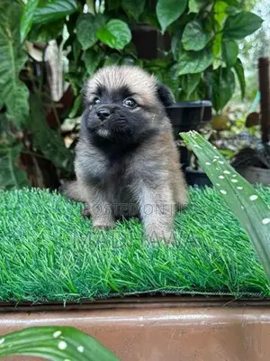 Lion Pomeranian Puppies