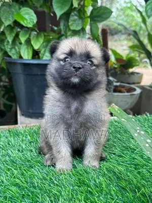 Lion Pomeranian Puppies