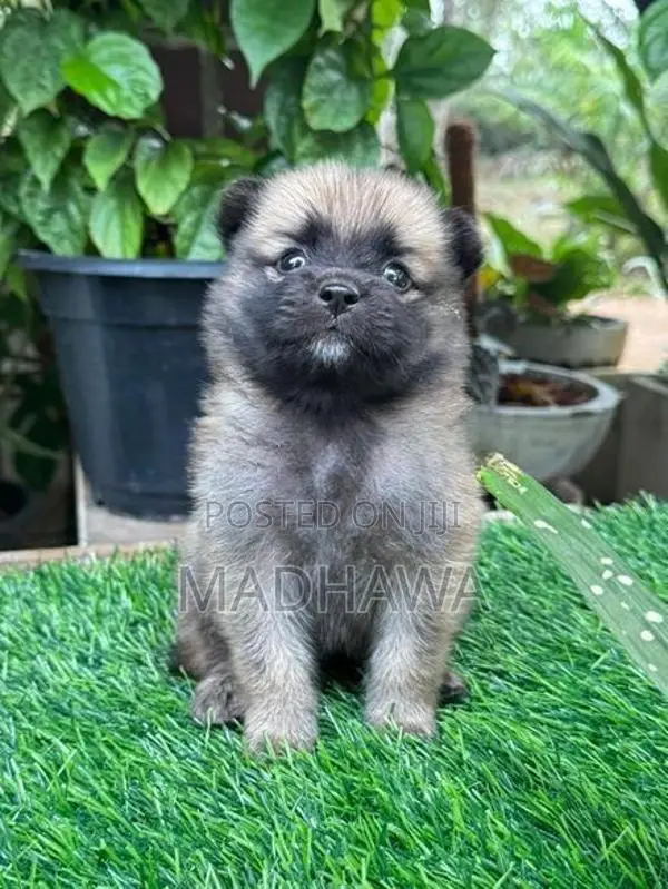 Lion Pomeranian Puppies