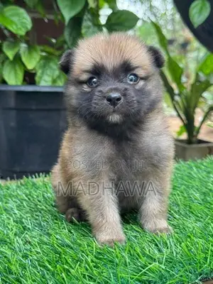 Lion Pomeranian Puppies