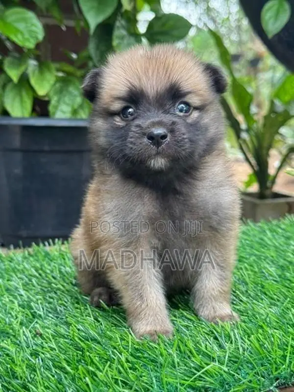 Lion Pomeranian Puppies