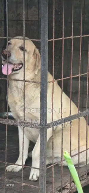 Labrador Retriever Male Dog