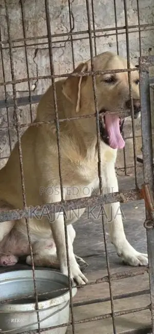 Labrador Retriever Male Dog
