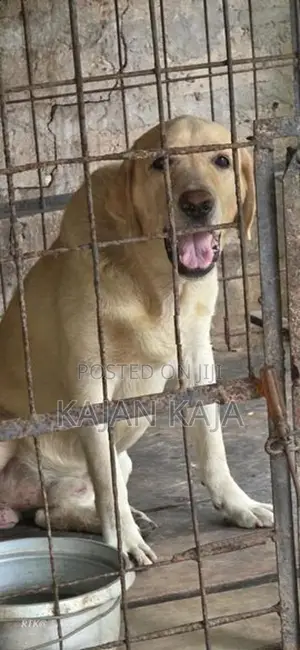 Labrador Retriever Male Dog