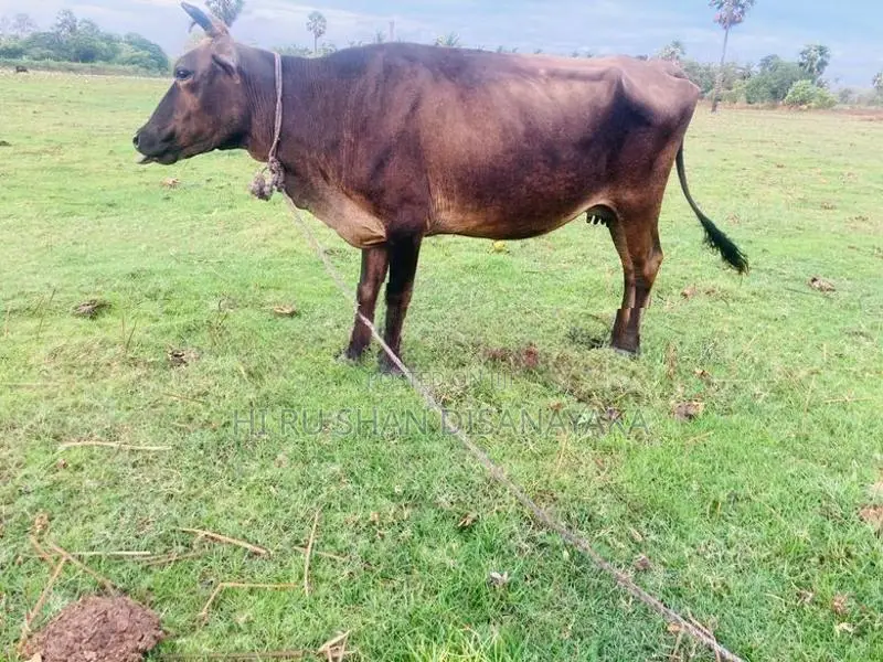 විදෙස් ගත වන බැවින් විකීනමට.