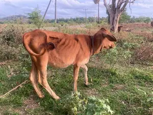 විදෙස් ගත වන බැවින් විකීනමට.