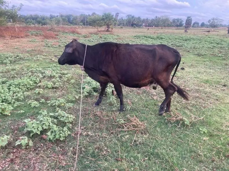 විදෙස් ගත වන බැවින් විකීනමට.