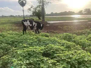 විදෙස් ගත වන බැවින් විකීනමට.