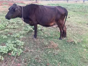 විදෙස් ගත වන බැවින් විකීනමට.