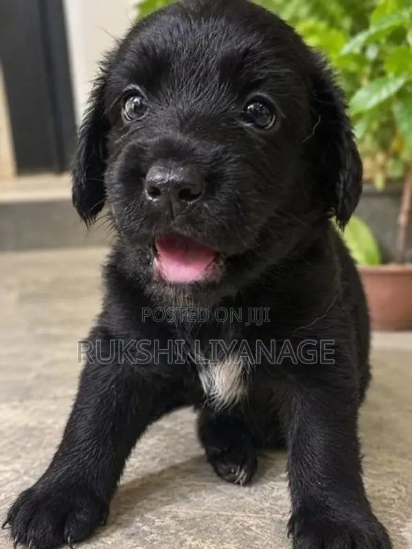 Cocker Spaniel Puppies