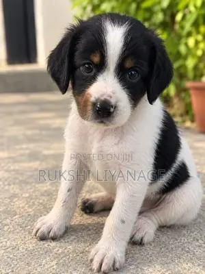 Cocker Spaniel Puppies