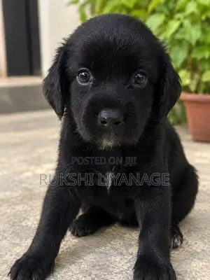 Cocker Spaniel Puppies