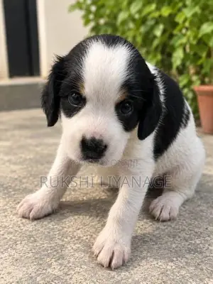 Cocker Spaniel Puppies