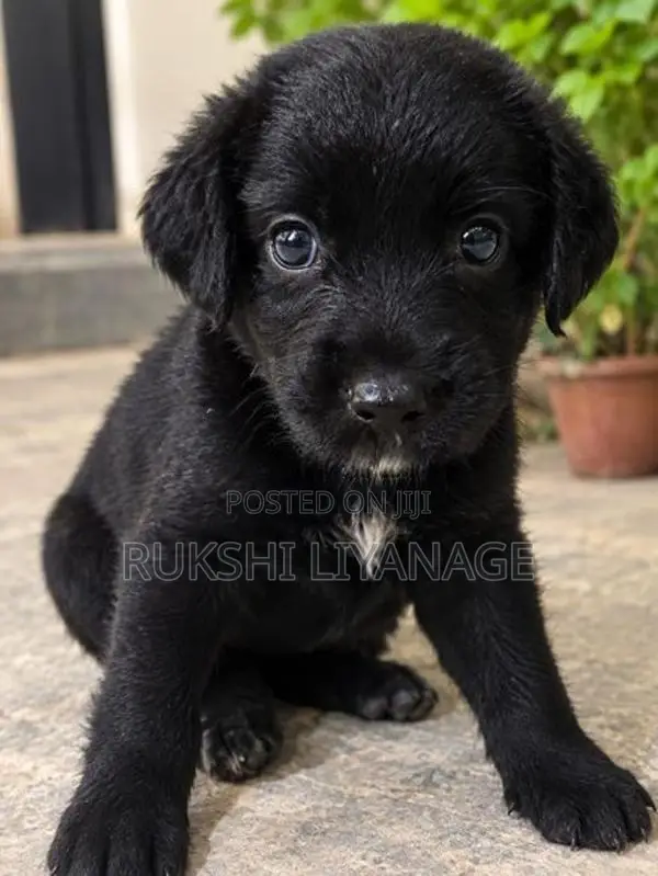 Cocker Spaniel Puppies