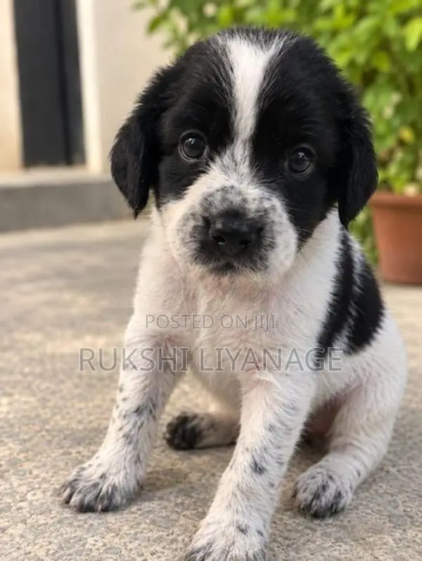 Cocker Spaniel Puppies