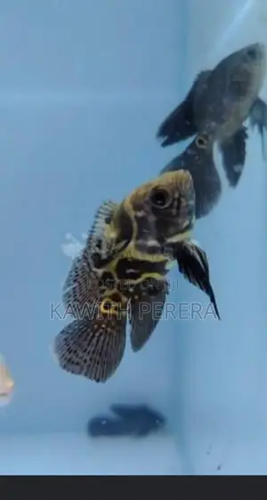 Oscar Fish