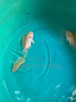 Oscar Fish