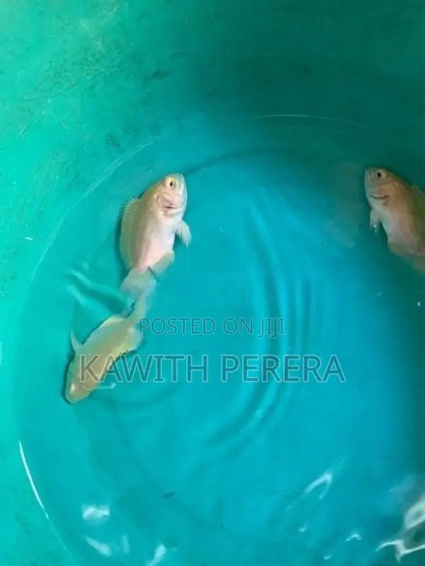Oscar Fish
