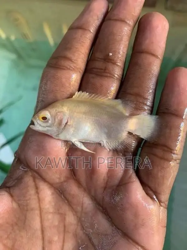 Oscar Fish