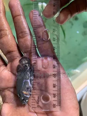 Oscar Fish