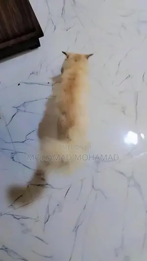 Persian Cat