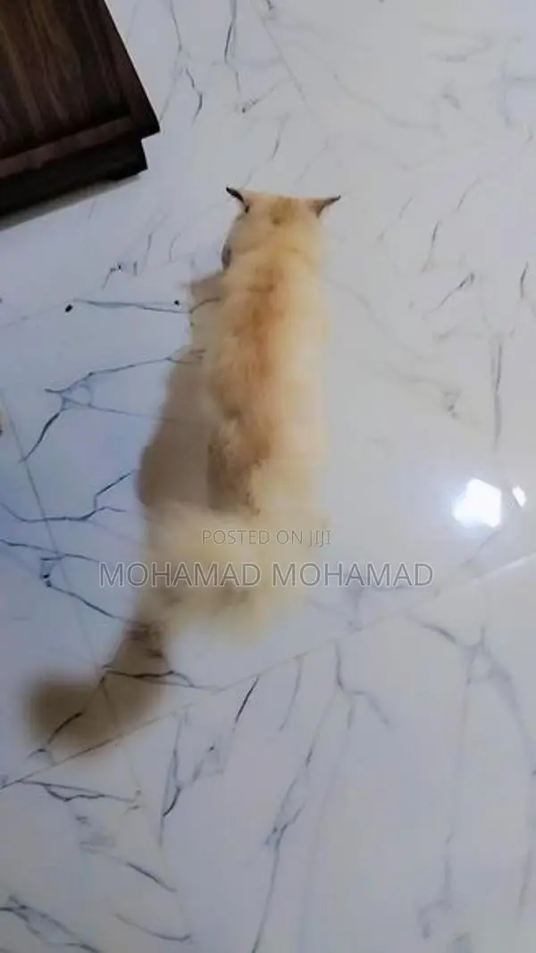 Persian Cat