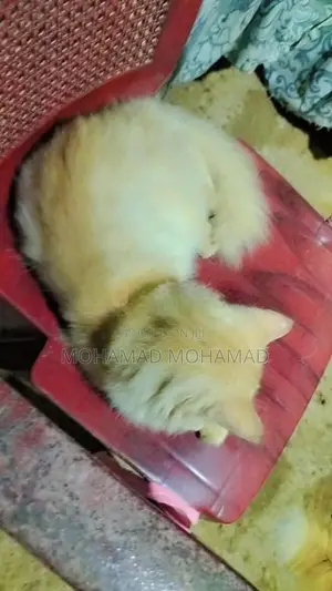 Persian Cat