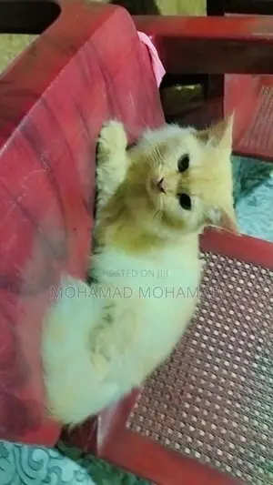 Persian Cat