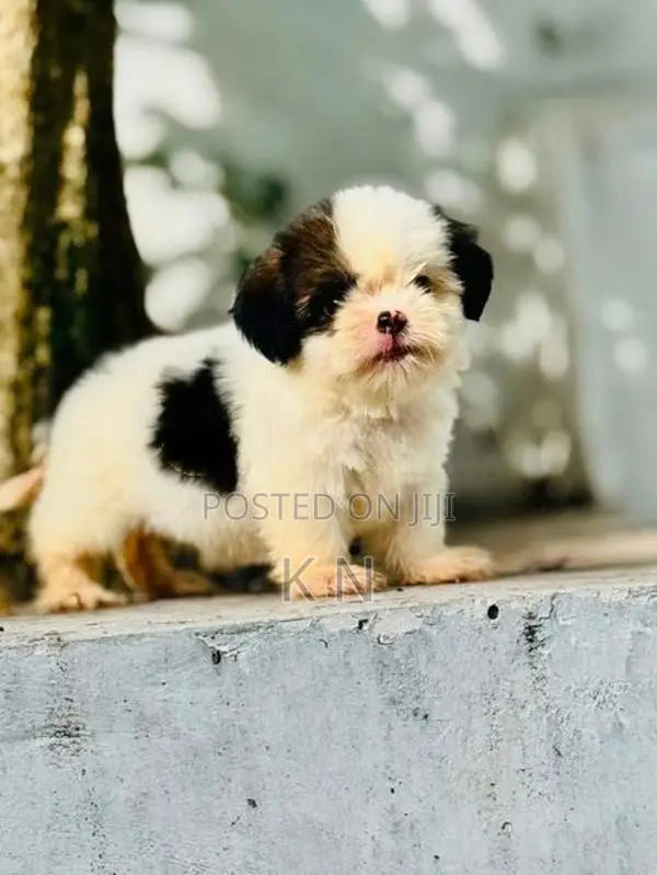 Shih Tzu Puppies