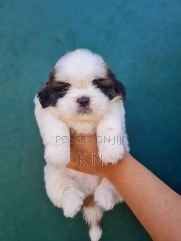 Shih Tzu Puppies