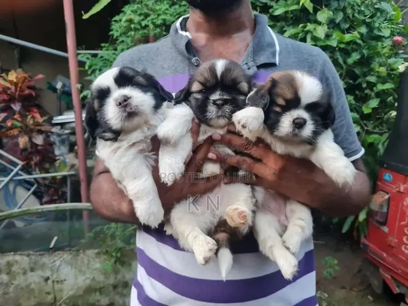 Shih Tzu Puppies