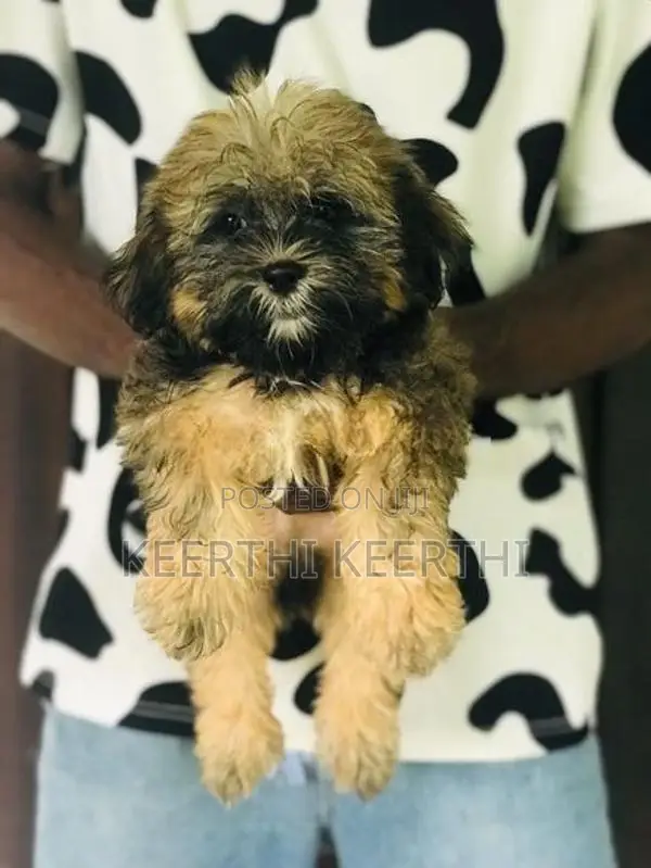 Shihtzu Puppy