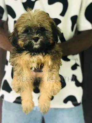 Shihtzu Puppy