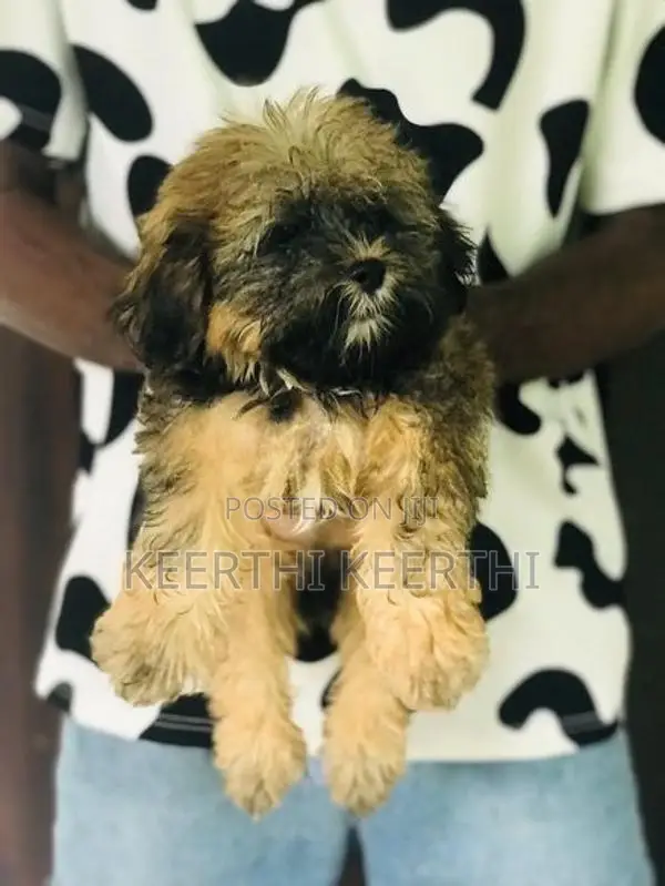 Shihtzu Puppy