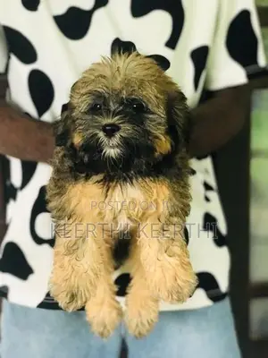 Shihtzu Puppy