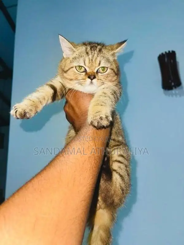 British Short Hair Cat