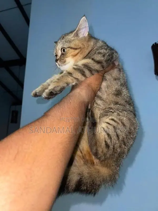 British Short Hair Cat